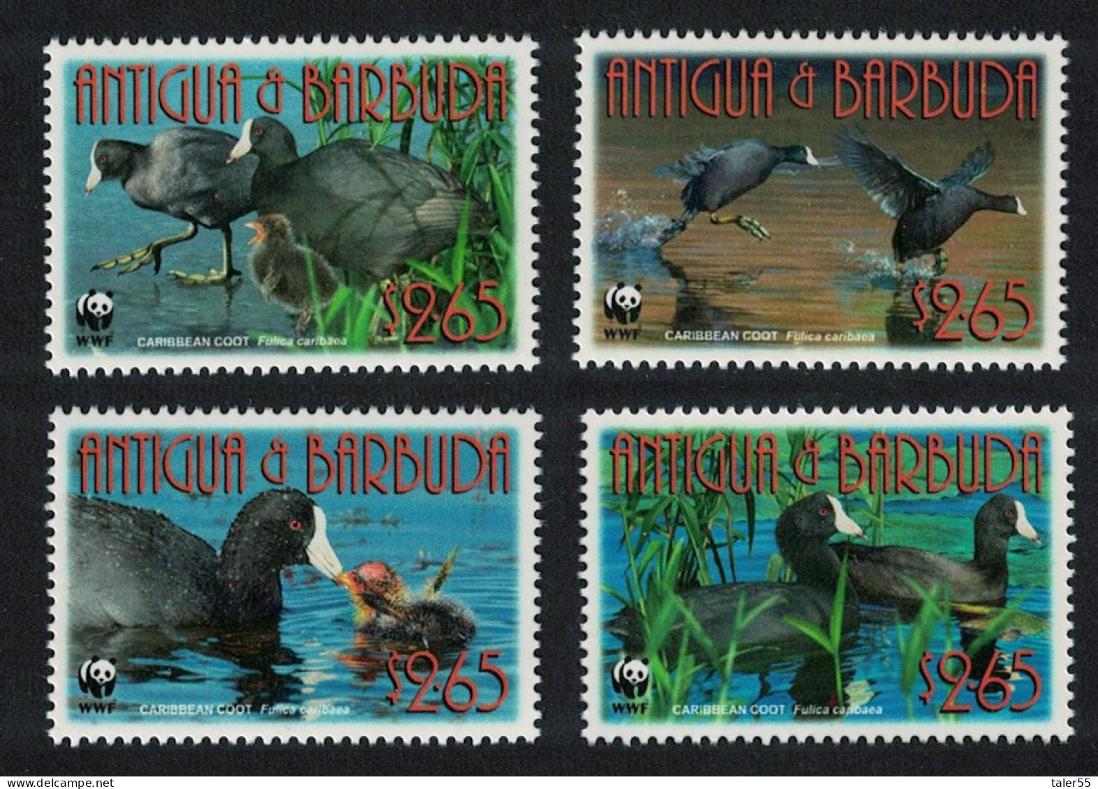 Antigua And Barbuda WWF Birds Caribbean Coot 4v 2009 MNH SG#4259-4262 MI#4702-4705 Sc#3055a-d - Antigua Y Barbuda (1981-...)