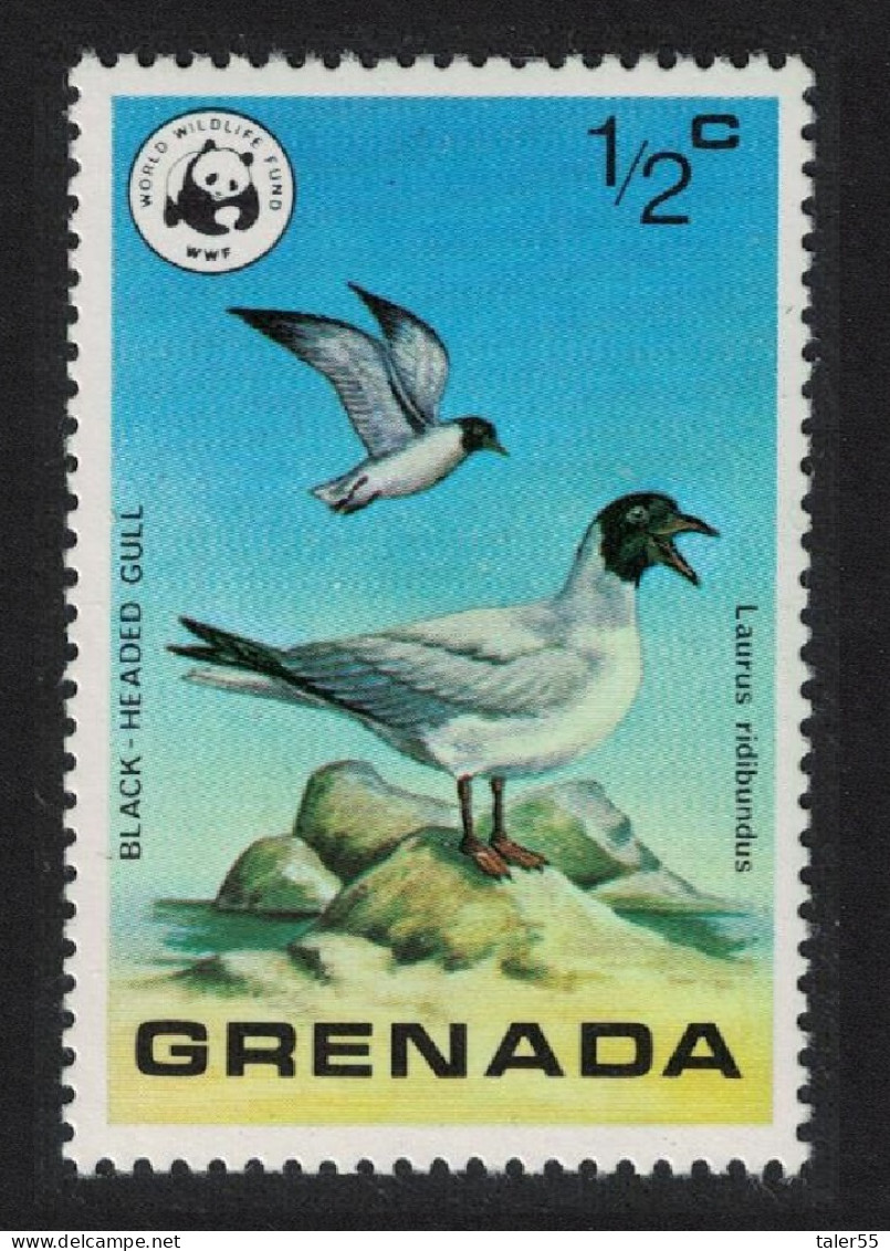 Grenada Black-headed Gull Bird WWF 1978 MNH SG#922 - Grenada (1974-...)