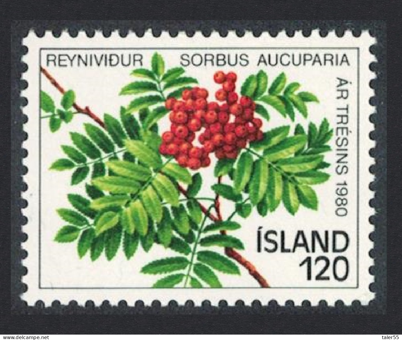 Iceland Year Of The Tree 1980 MNH SG#588 - Unused Stamps