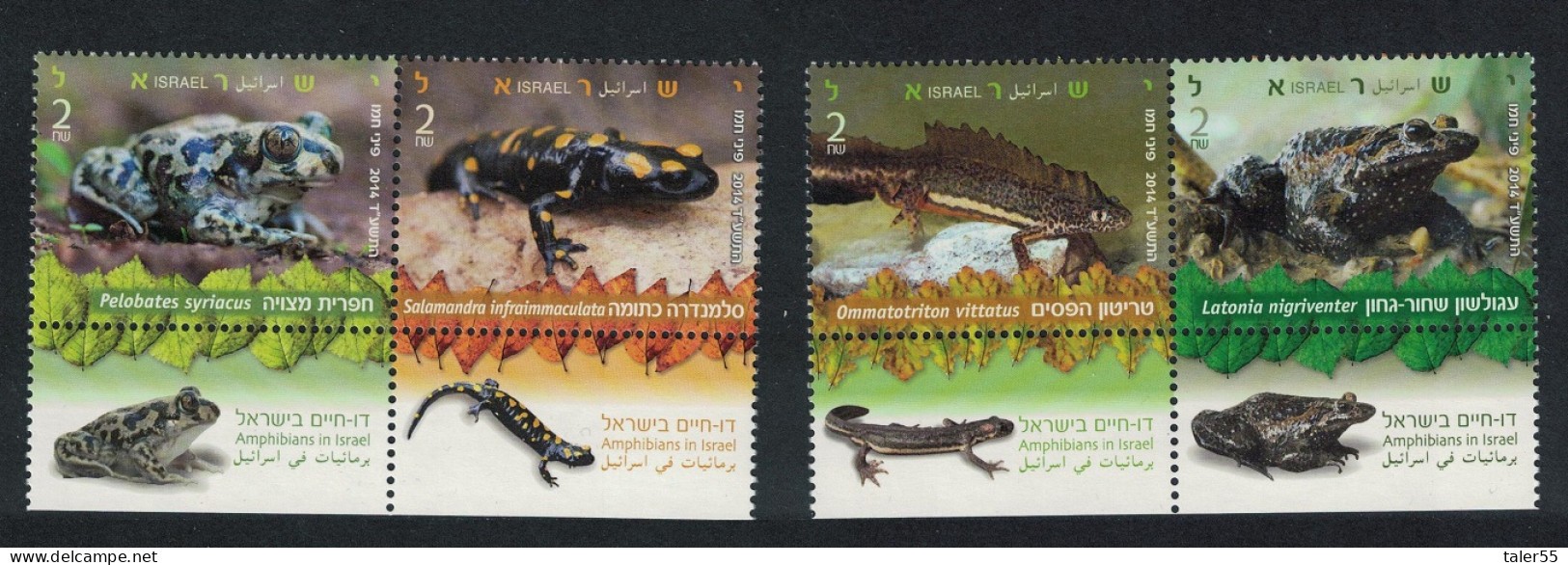 Israel Toad Salamander Newt Frog Amphibians 2 Pairs 2014 MNH SG#2279-2282 - Altri & Non Classificati