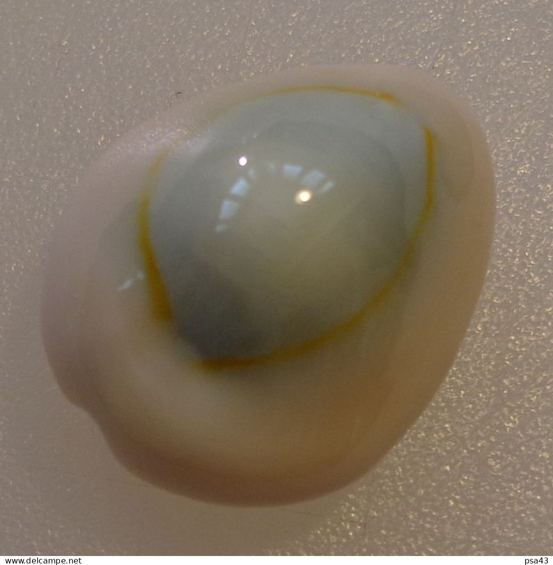 Cypraea Annulus Océan Indien (île Rodrigues) 20,9mm GEM N13 - Seashells & Snail-shells