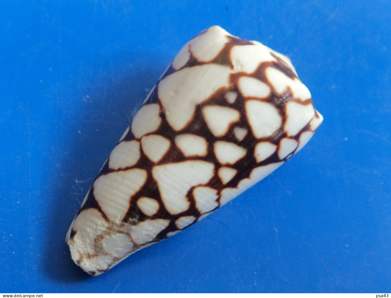 Conus Marmoreus Batard Trouvé Vivant Nouvelle Calédonie 44,5mm F+++ N2 - Conchas Y Caracoles