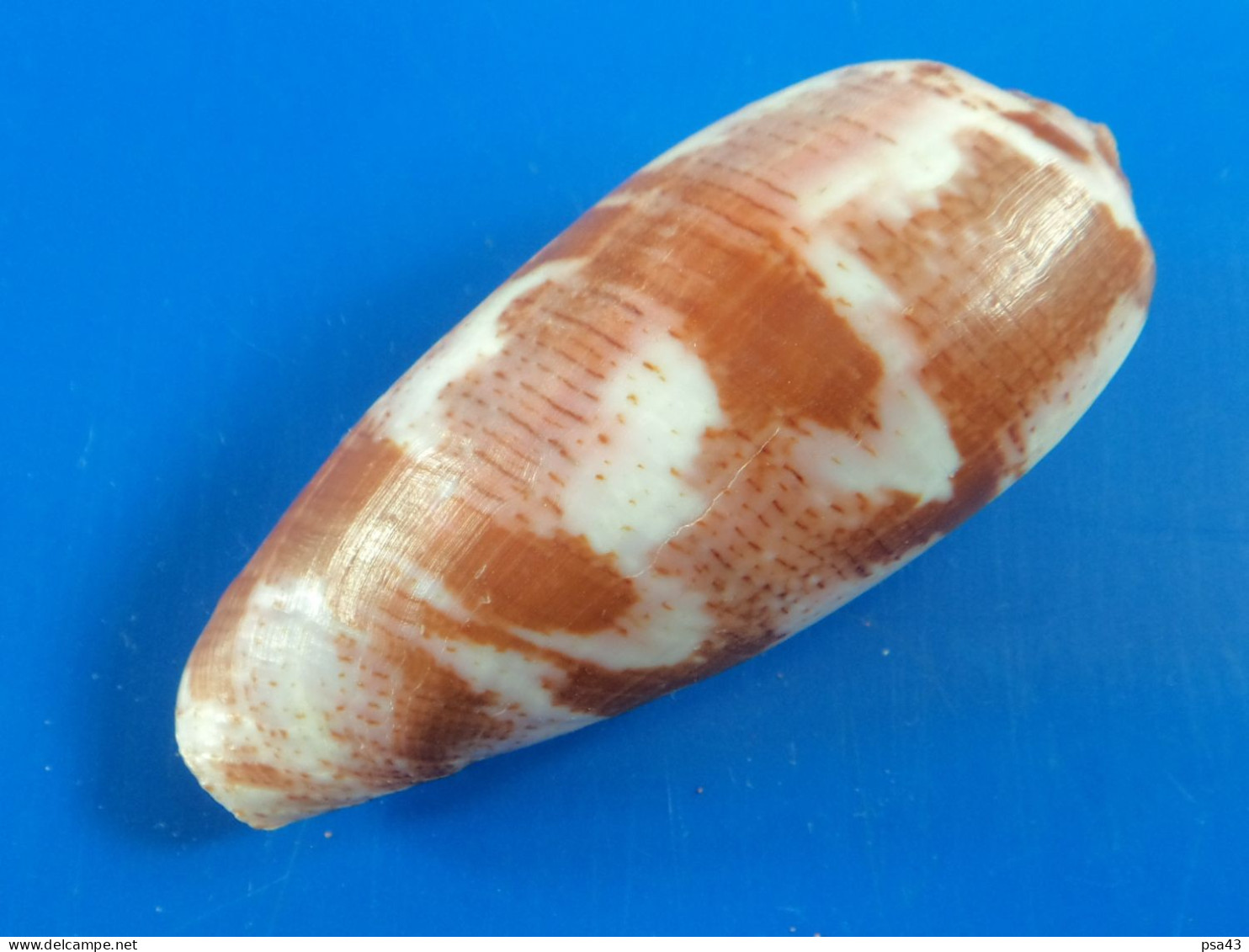 Conus Tulipa Madagascar (Tuléar) 69,5mm F+++/GEM N1 - Coquillages