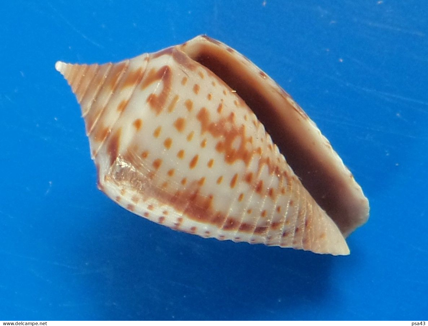 Conus Puncticulatus  Martinique (Le Vauclin)  Trouvé Vivant 15,6mm F+++/GEM N26 - Conchiglie