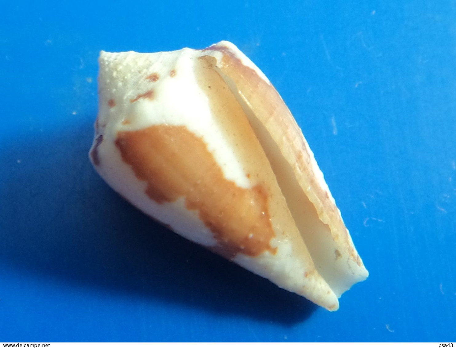 Conus Pseudaurantius  Martinique (Le Prêcheur)  Trouvé Vivant 21,6mm F+++ N8 RARE - Seashells & Snail-shells