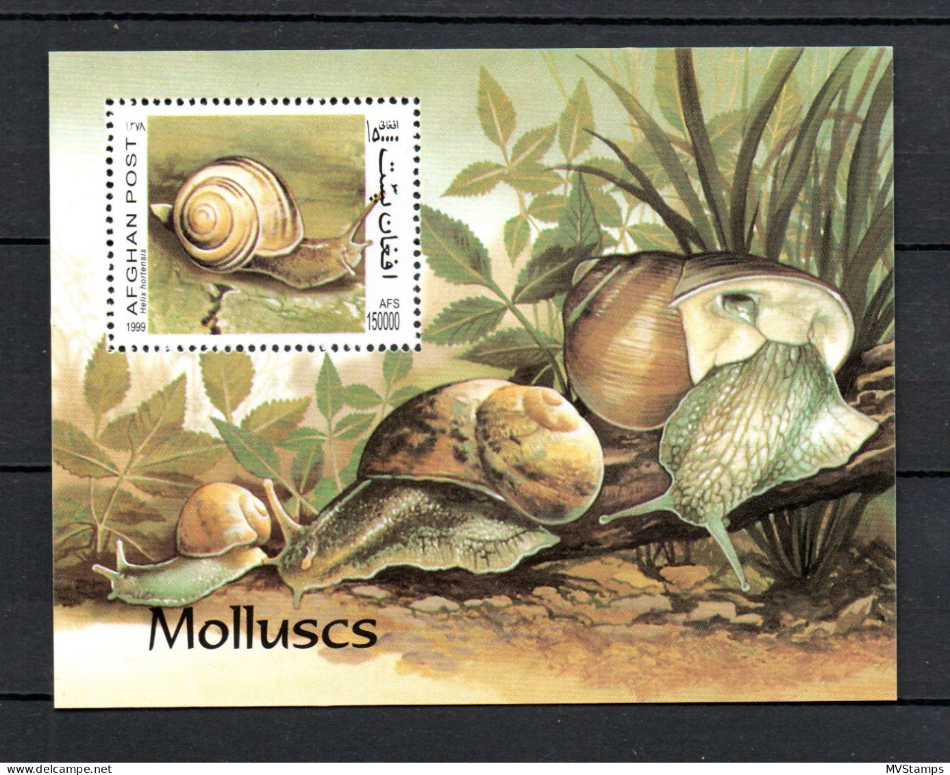 Afghanistan 1999 Sheet Snail/molluscs Stamps (Michel 111) Nice MNH - Afganistán