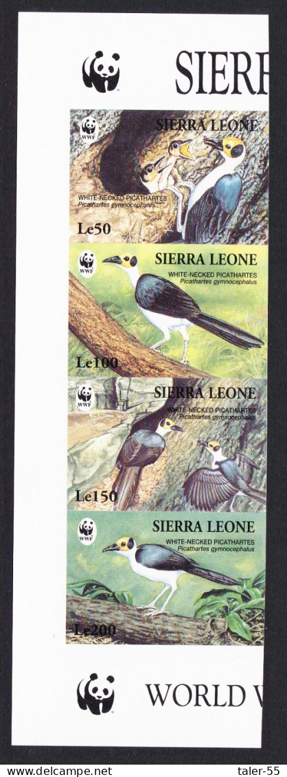 Sierra Leone Birds WWF White-necked Picathartes Side Strip Of 4v Imperf 1994 MNH SG#2150-2153 - Sierra Leone (1961-...)