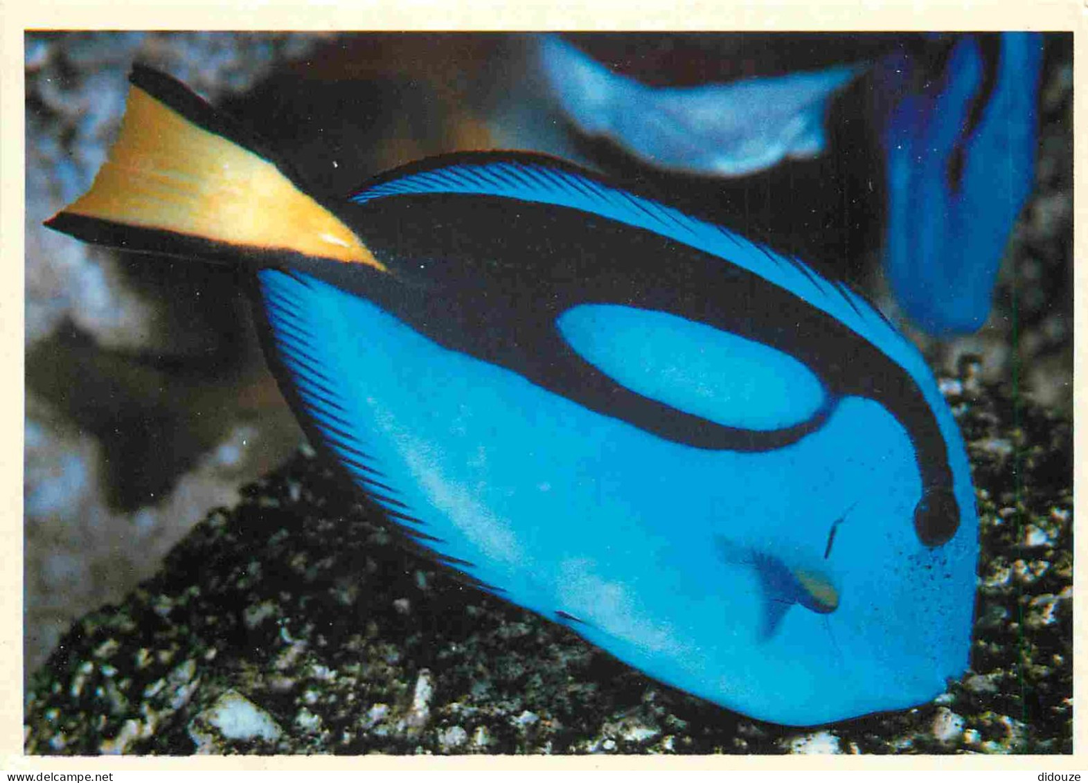 Animaux - Poissons - Aquarium De La Rochelle - 10 - Paracanthurus Hepatus - Poisson Chirurgien  - CPM - Voir Scans Recto - Vissen & Schaaldieren