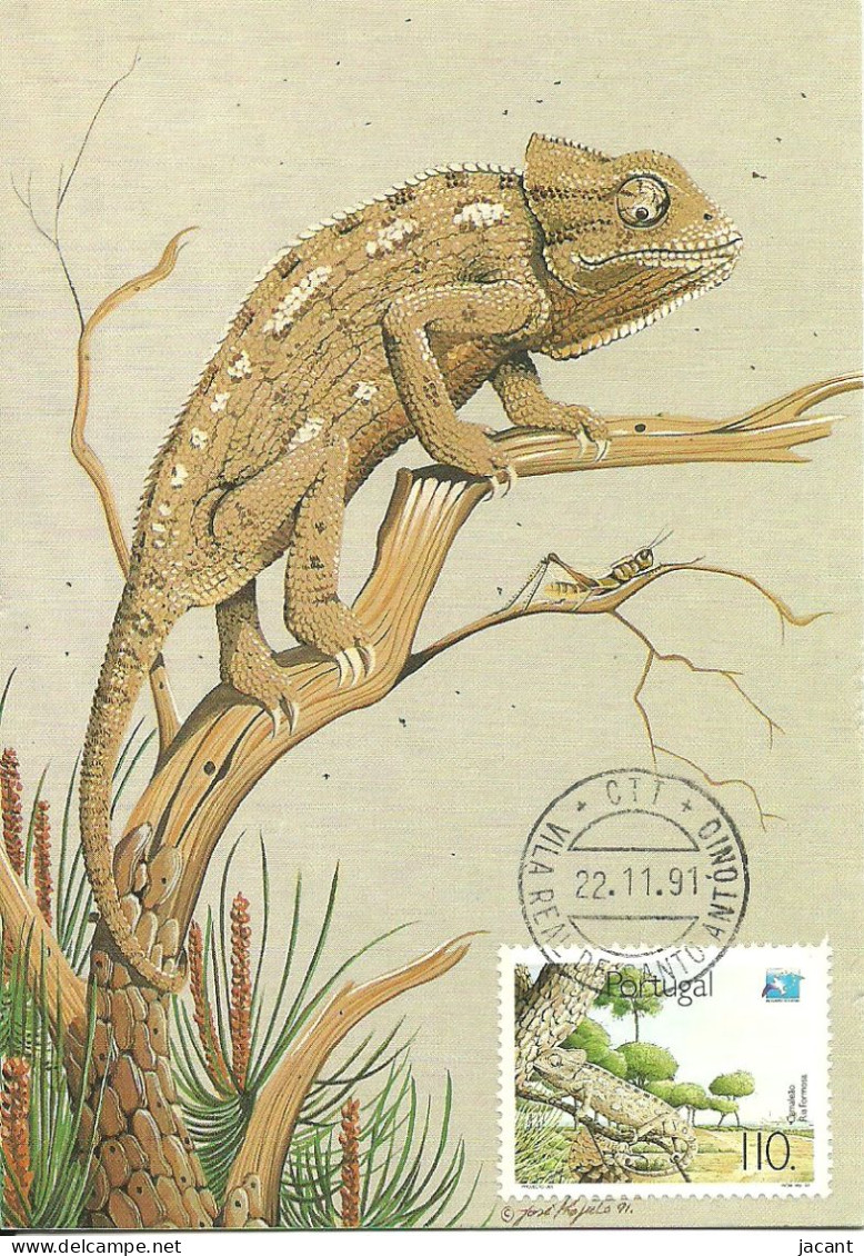 Carte Maximum - Portugal - Camaleao - Chamaeleo Chamaeleon - Chameleon - Cartes-maximum (CM)