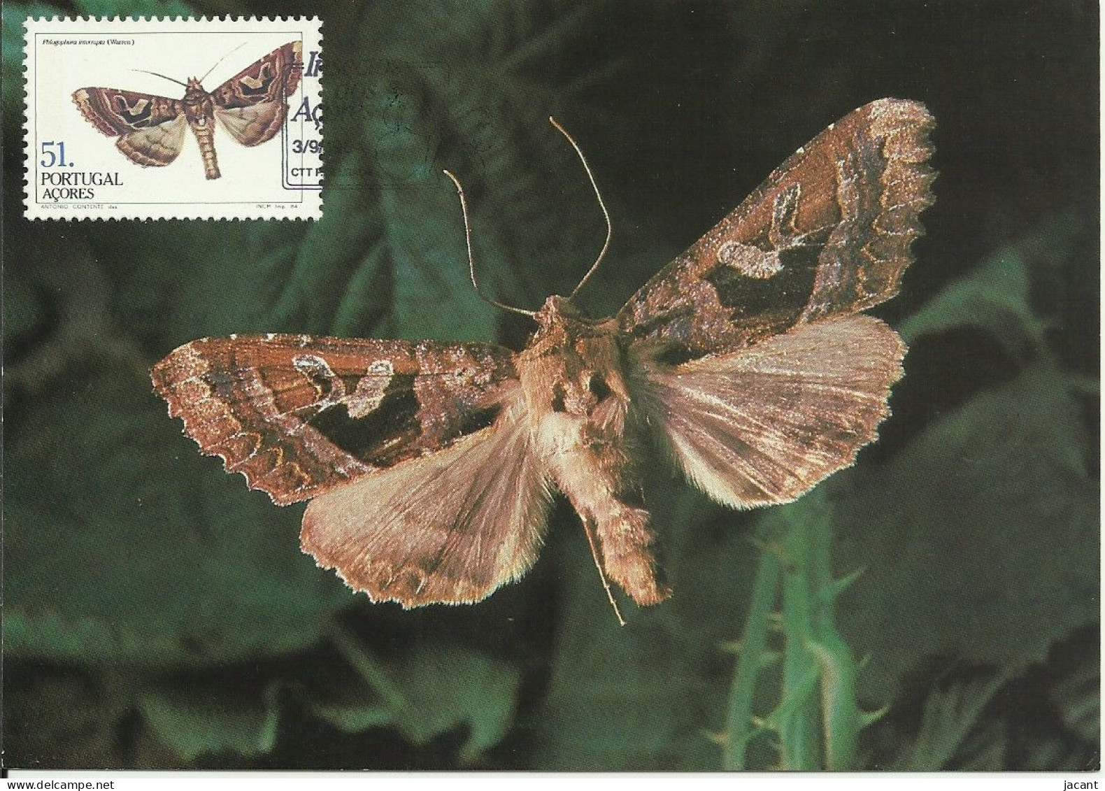 Carte Maximum - Portugal Açores - Borboleta Traça - Papillon Moth - Phlogophora Interrupta - Cartes-maximum (CM)