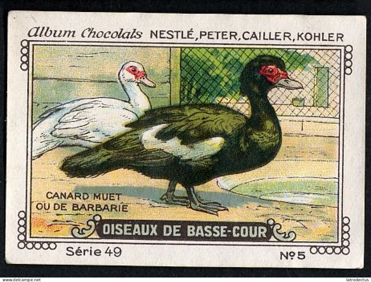 Nestlé - 49 - Oiseaux De Basse-Cour, Farm Birds - 5 - Canard Muet Ou De Barbarie - Nestlé