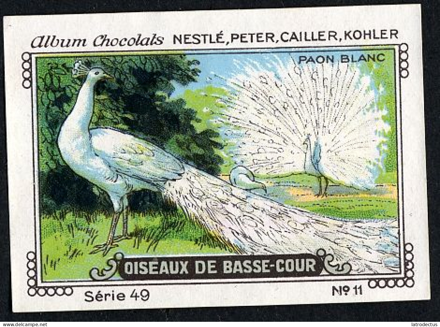 Nestlé - 49 - Oiseaux De Basse-Cour, Farm Birds - 11 - Paon Blanc, White Peacock - Nestlé