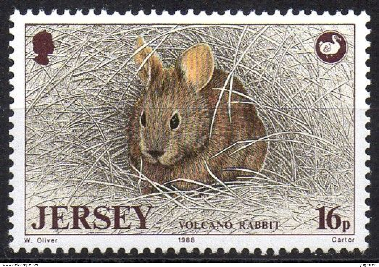 JERSEY - 1v - MNH - Lapin Rabbit Kaninchen Conejo Coniglio Lapins Rabbits Hase Conejos Conigli - Conigli
