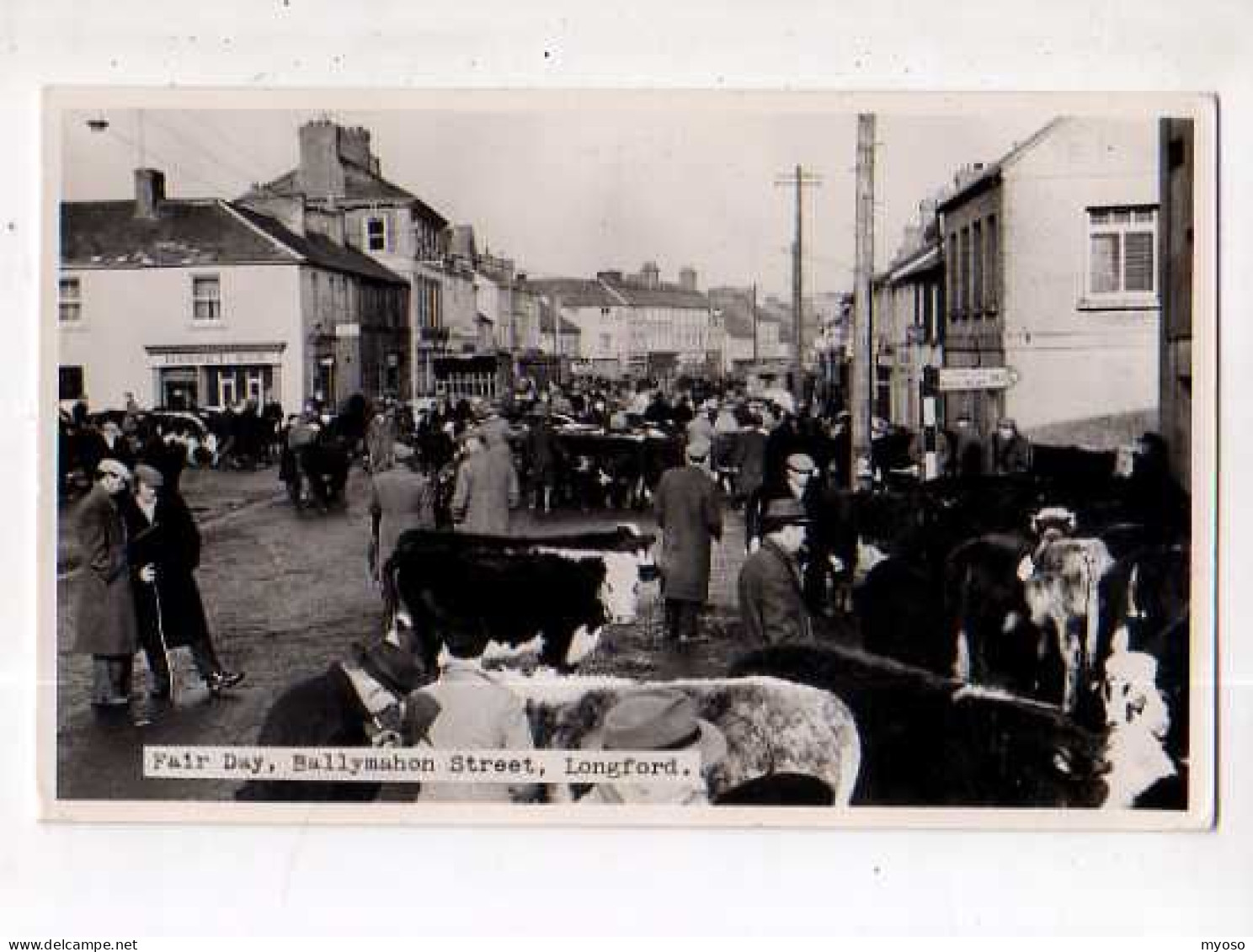 Fair Day Ballymahon Street LONGFORD, Carte Photo, Foire Agricole, Vaches, Carte Photo - Other & Unclassified
