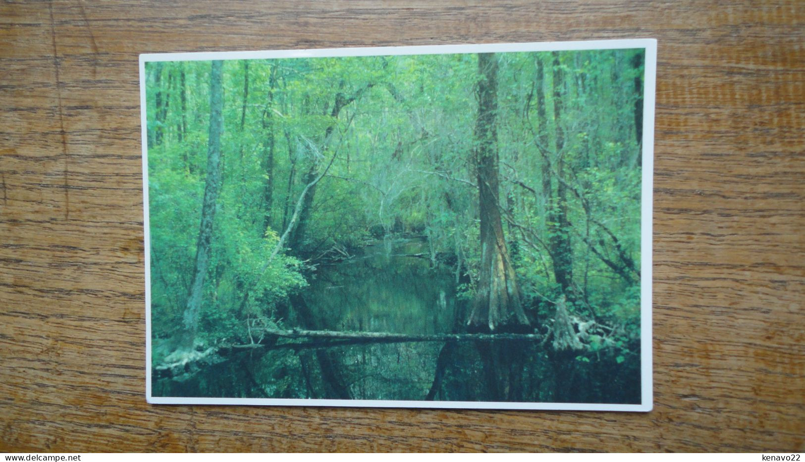 états-unis , South Carolina , Congarée Swamp National Monument Hopkins - Sonstige & Ohne Zuordnung