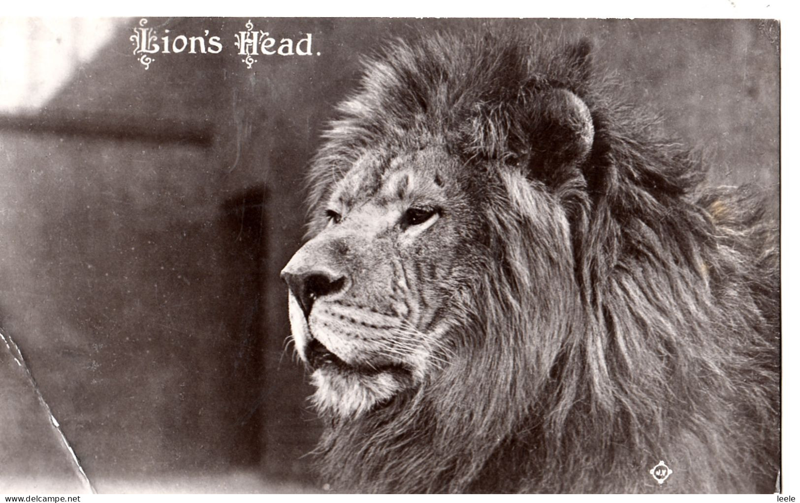 DA26.   Vintage Postcard. Lion's Head. - Leoni