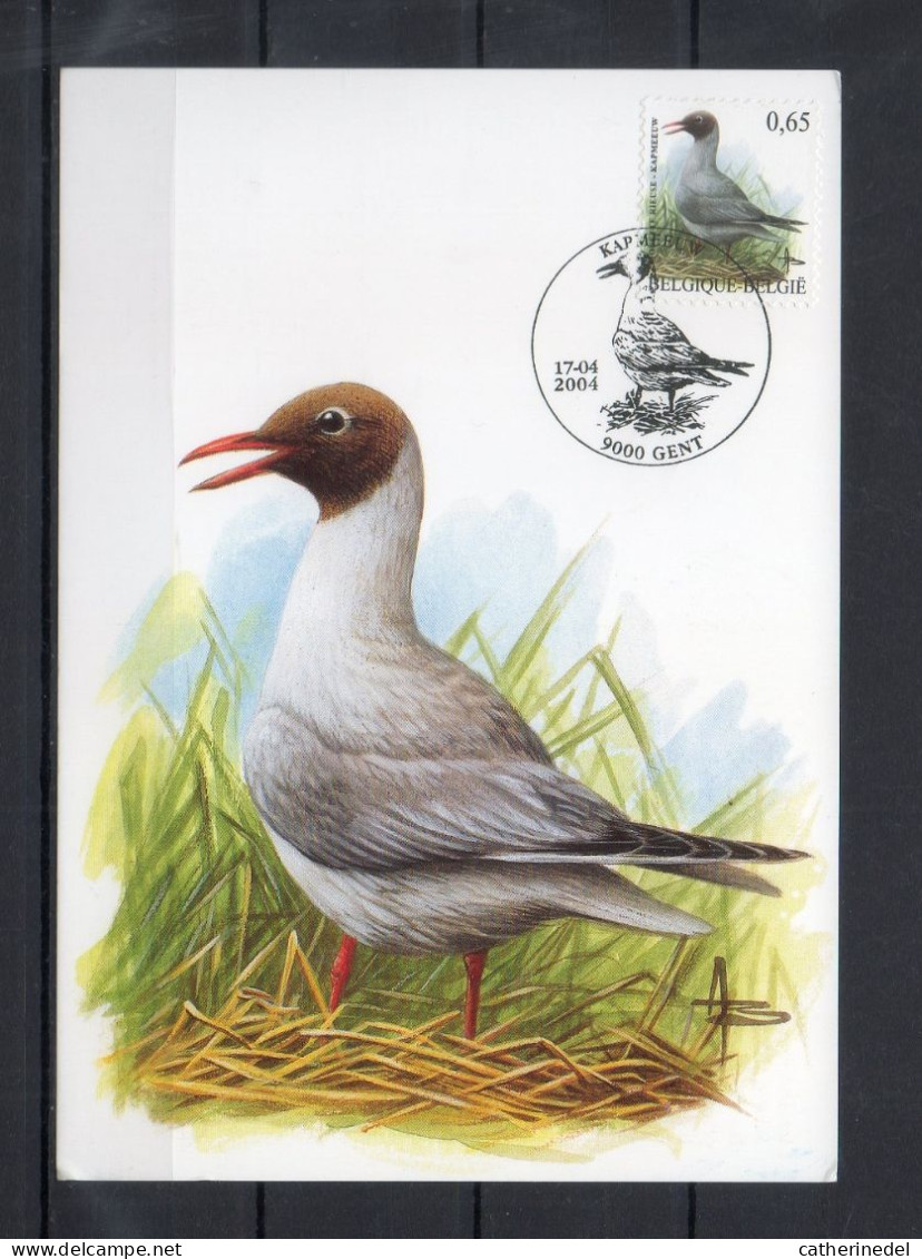 Année 2004 : Carte Maximum 3268 - Oiseaux - Mouette Rieuse - Buzin - Obli. Gent - 2001-2010