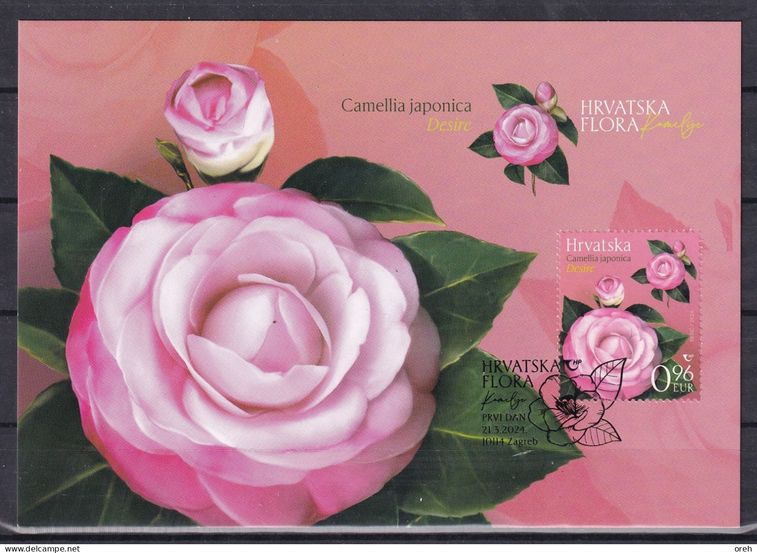 CROATIA 2024,FLORA,PLANTS,CAMELLIAS,MAXIMUM CARD - Kroatien