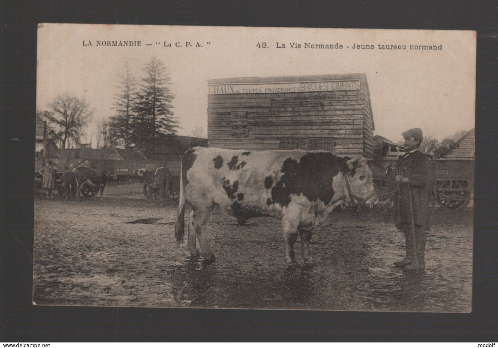 CPA - Agriculture - Elevage - La Vie Normande - Jeune Taureau Normand - Non Circulée - Farms