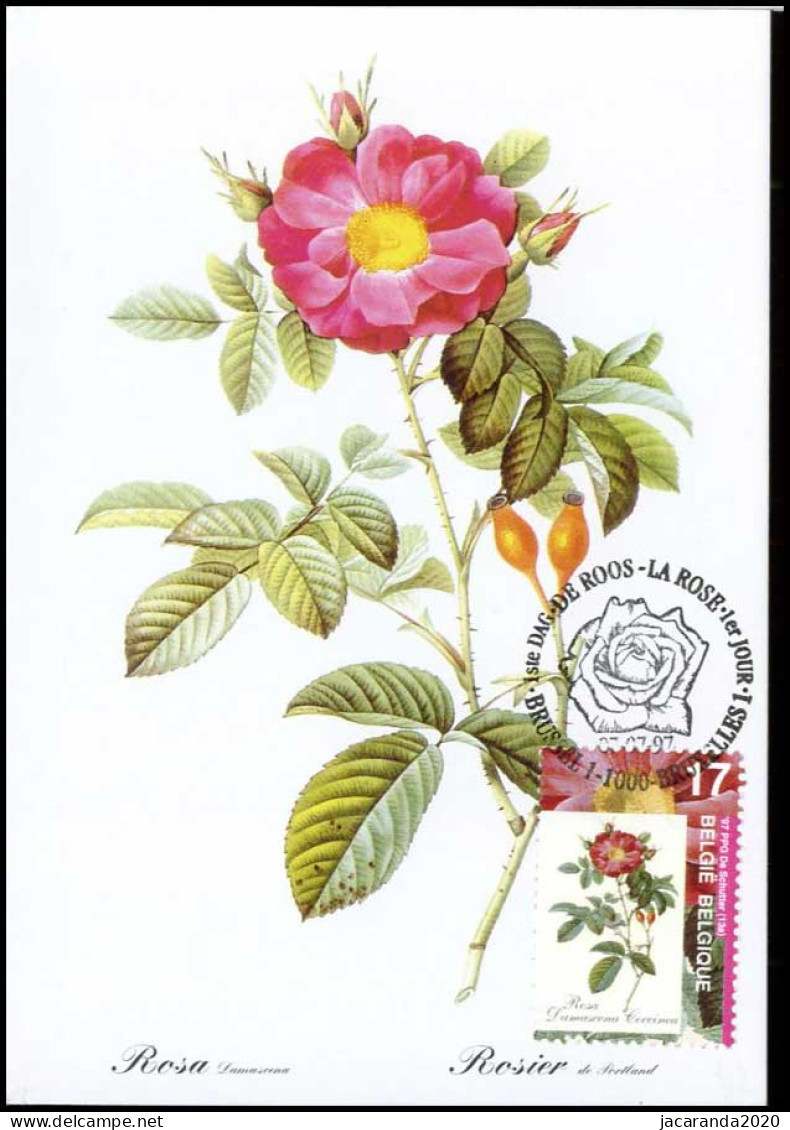 2708 - MK - Cels Roselaar - Rosa Damascena Coccinea #3 - 1991-2000