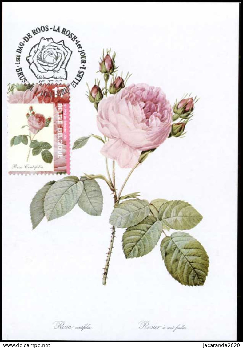 2710 - MK - Honderdbladige Roos - Rosa Centifolia #1 - 1991-2000