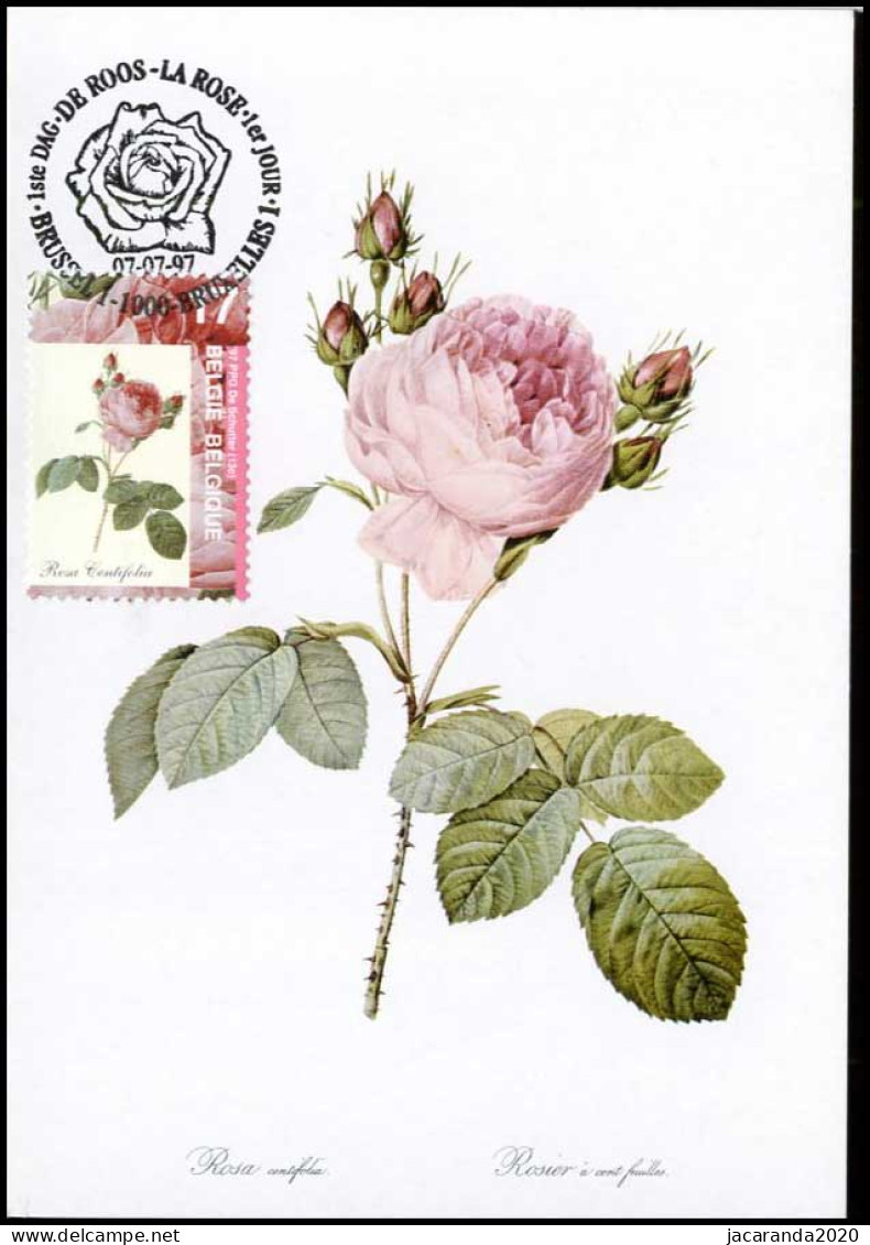 2710 - MK - Honderdbladige Roos - Rosa Centifolia #2 - 1991-2000