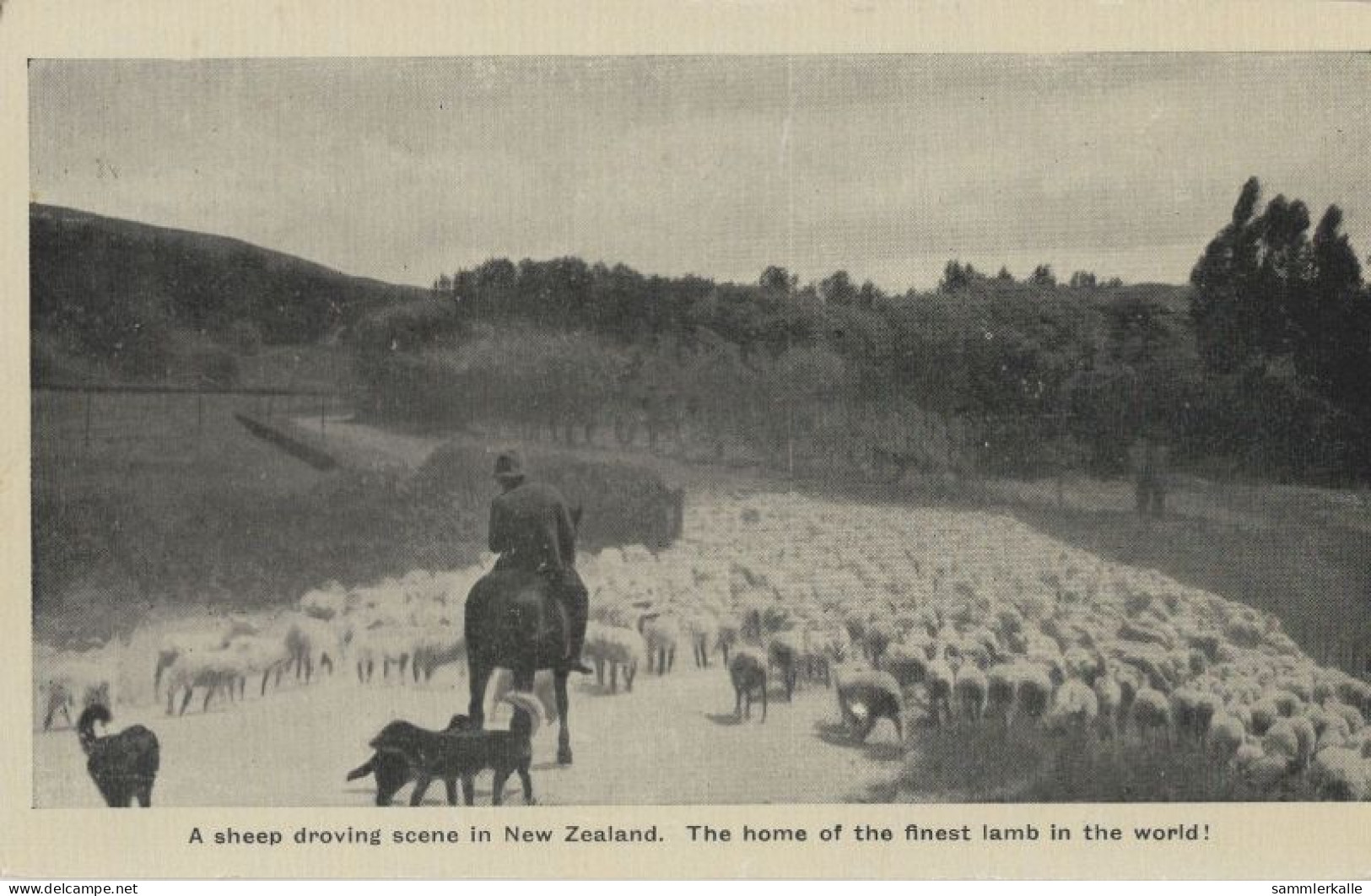 136382 - Neuseeland - Neuseeland - Sheep Droving Scene - Nouvelle-Zélande