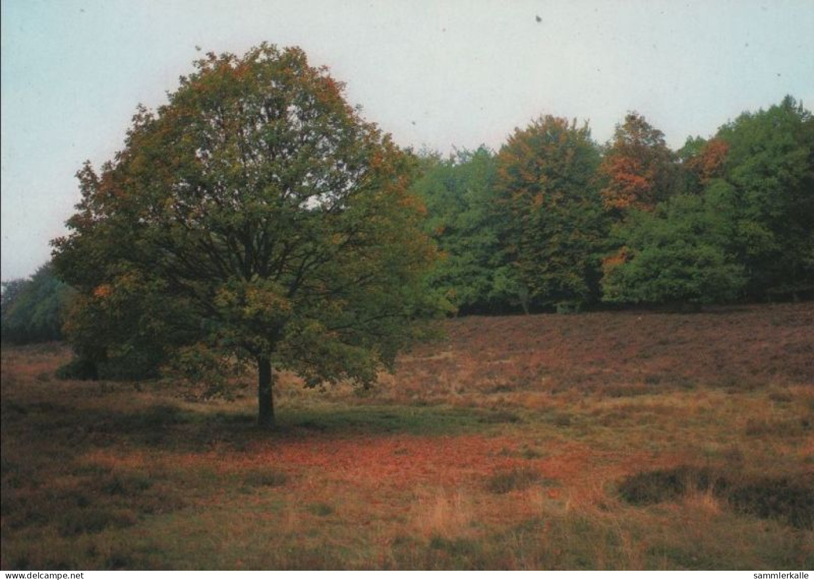 107376 - Lüneburger Heide - Herbststimmung - Lüneburger Heide