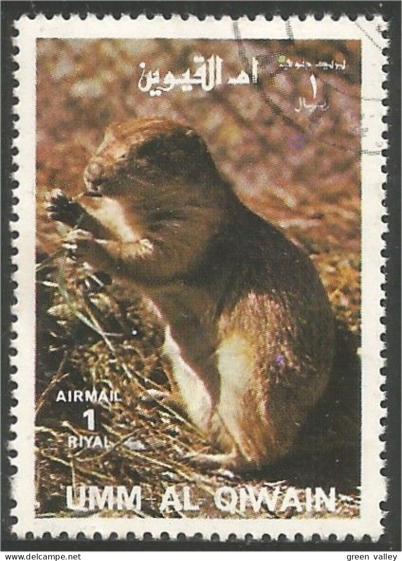 902 Umm Qiwain Marmotte Groundhog Marmota Murmeltier Marmotta (UMM-31) - Rongeurs