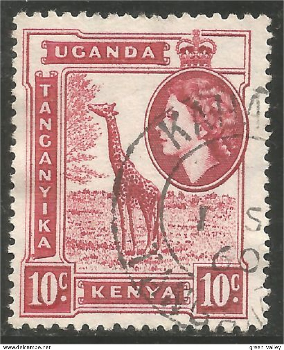 898 Uganda Girafe Giraffe Girafa (UGA-78c) - Girafes