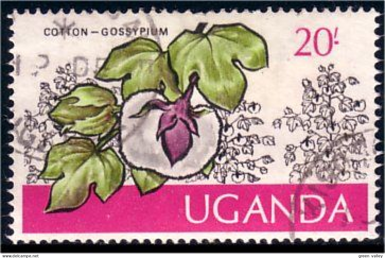 898 Uganda Coton Cotton (UGA-19) - Agricoltura