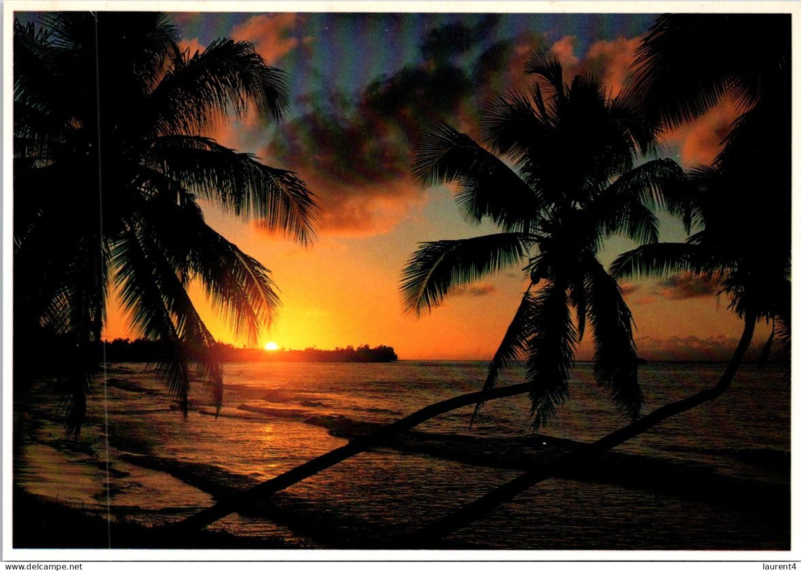 3-4-2024 (4 Y 46) USA - Hawaii - Tropical Sunset (palm Trees) - Árboles