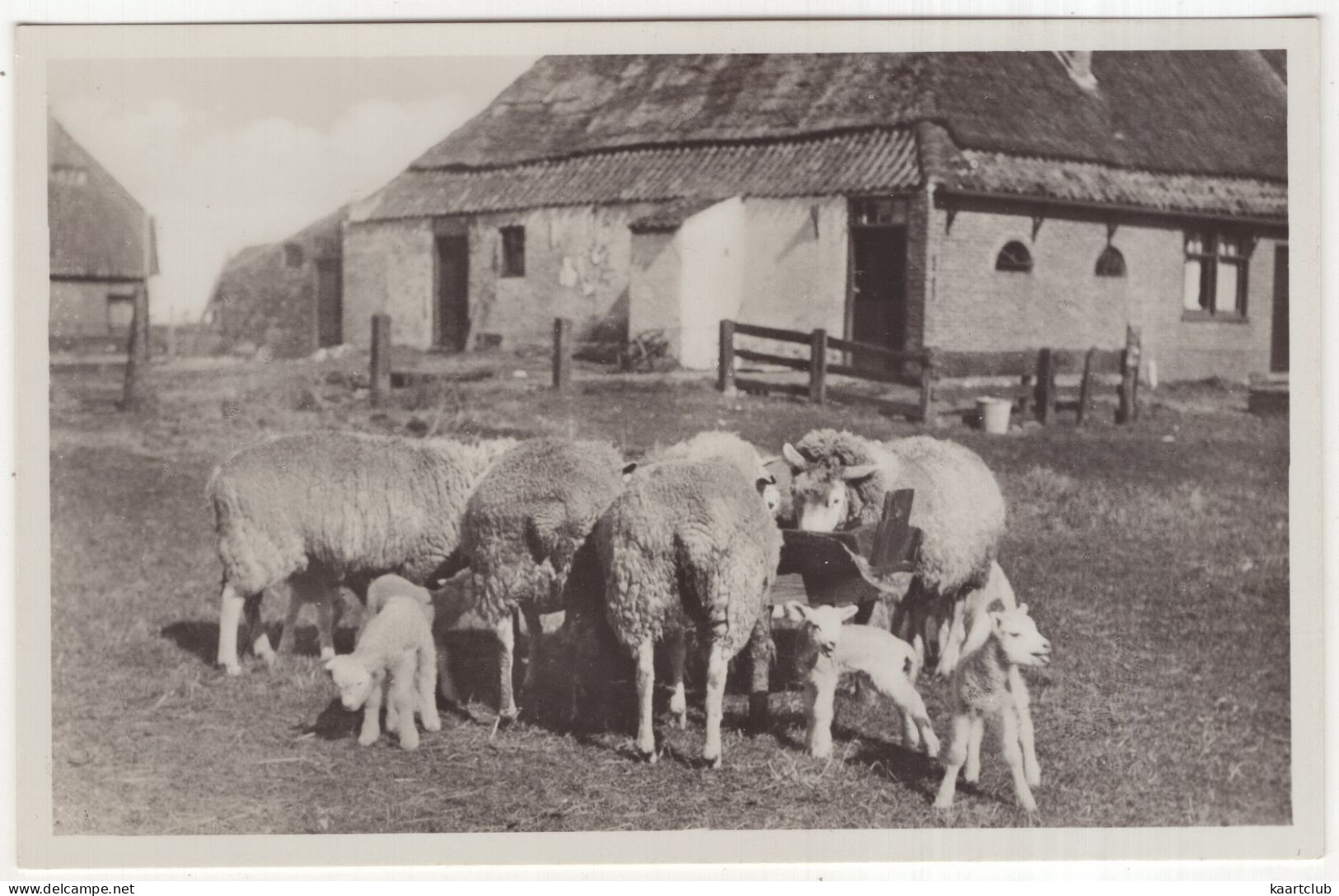 Texel. Etenstijd. - Insulo Tekselo. Mangatempo (Esperanto) - Schapen, Lammeren - (Wadden, Nederland/Holland) - Texel