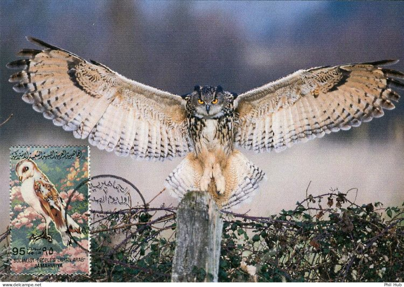 LIBYA 1982 Birds Bird "Western Barn Owl" (maximum-card) #12 - Hiboux & Chouettes