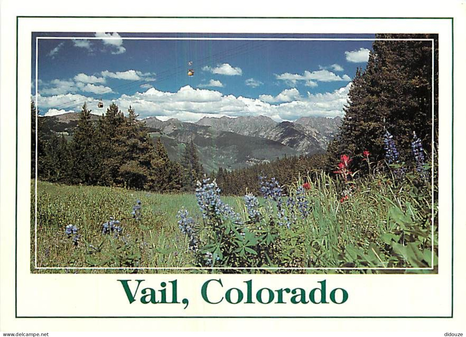 Etats Unis - Vail - High Country Wild Flowers Like These Lupin And Indien Paintbrush Blanket The Slopes Of Vail Mountain - Altri & Non Classificati