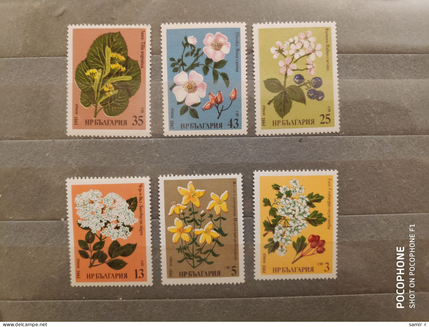 1981	Bulgaria	Flowers (F89) - Unused Stamps