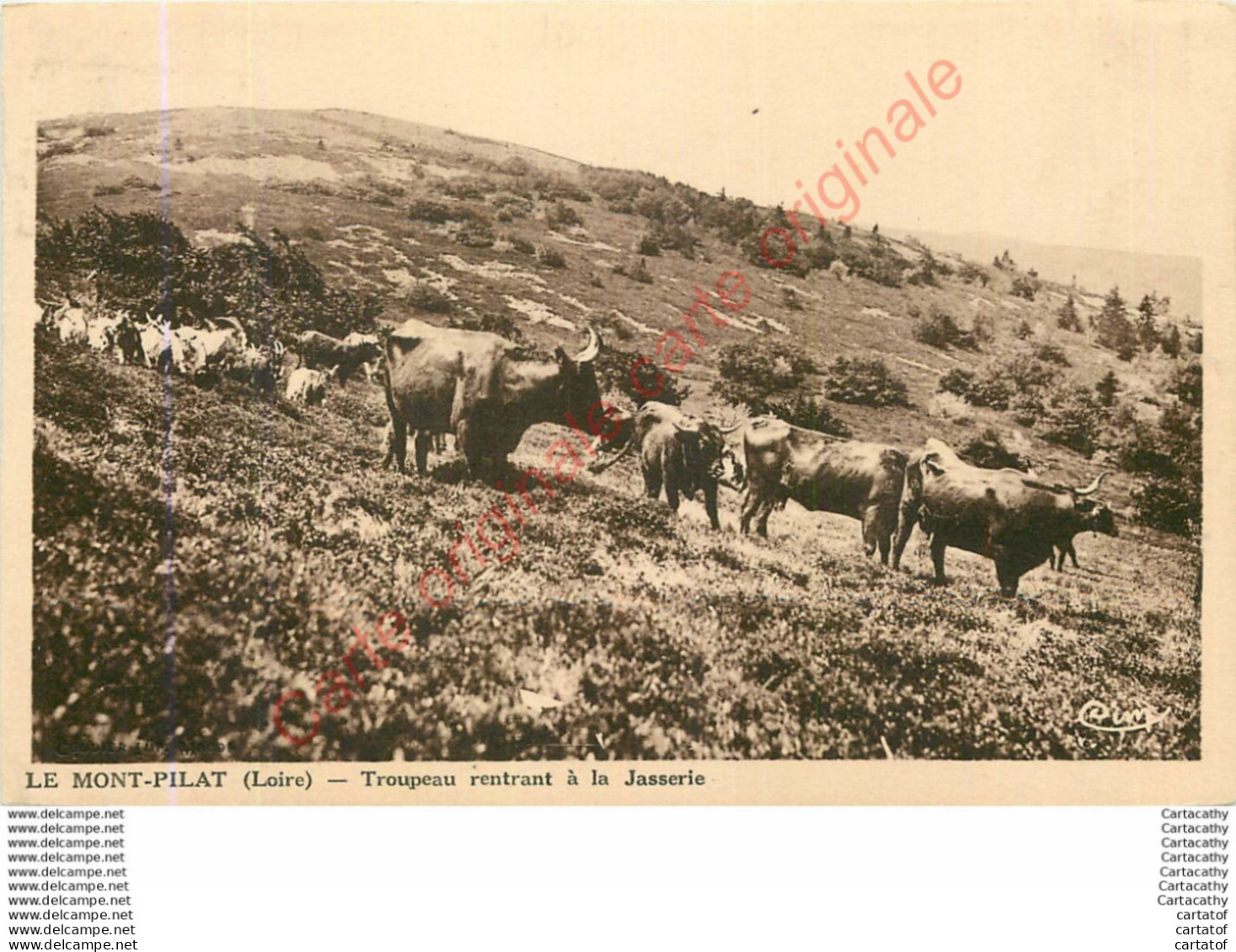 42.  LE MONT PILAT .   Troupeau Rentrant à La Jasserie . - Mont Pilat