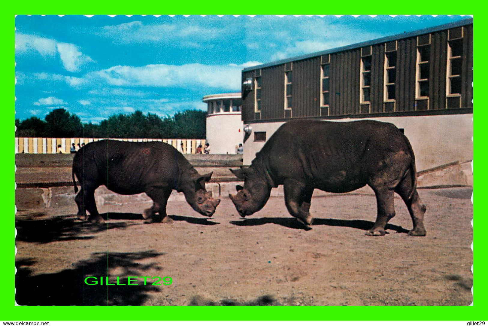 RHINOCÉROS NOIR AFRICAIN - PARC ZOOLOGIQUE GRANBY, QUÉBEC - PUB. BY J. BIENVENUE - - Rhinocéros