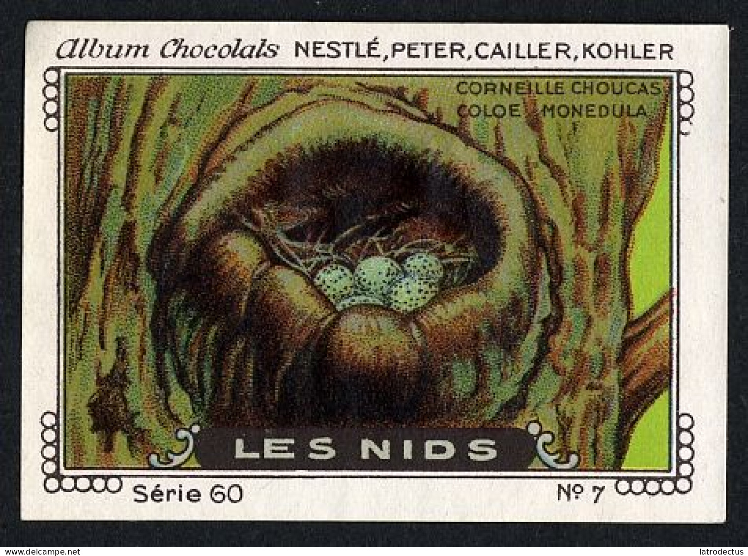 Nestlé - 60 - Les Nids, Bird Nests - 7 - Coloe Monedula, Western Jackdaw, Corvus Monedula, Choucas Des Tours - Nestlé