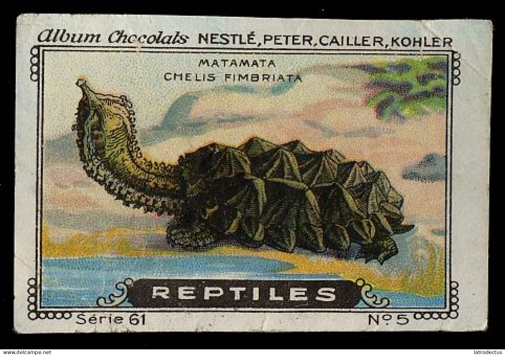 Nestlé - 61 - Reptiles - 5 - Matamata, Mata Mata, Turtle, Chelus Fimbriata - Nestlé