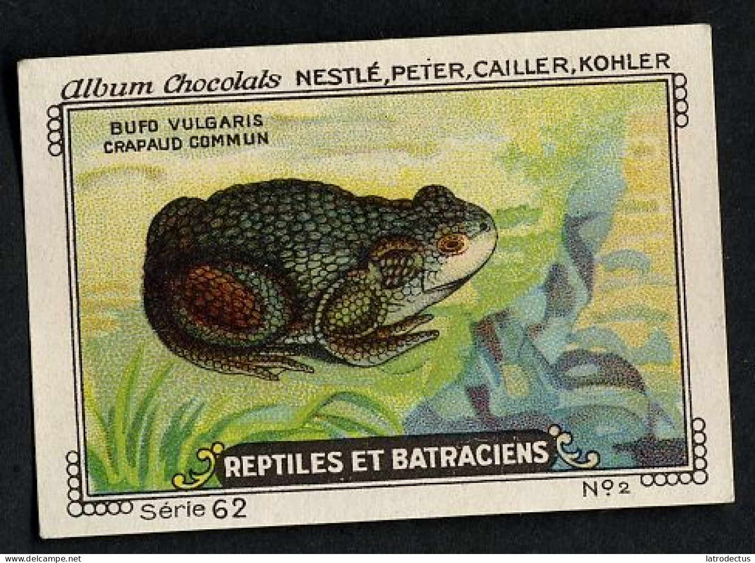 Nestlé - 62 - Reptiles Et Batraciens, Reptiles And Amphibians - 2 - Bufo Vulgaris, European Toad, Crapaud Commun - Nestlé
