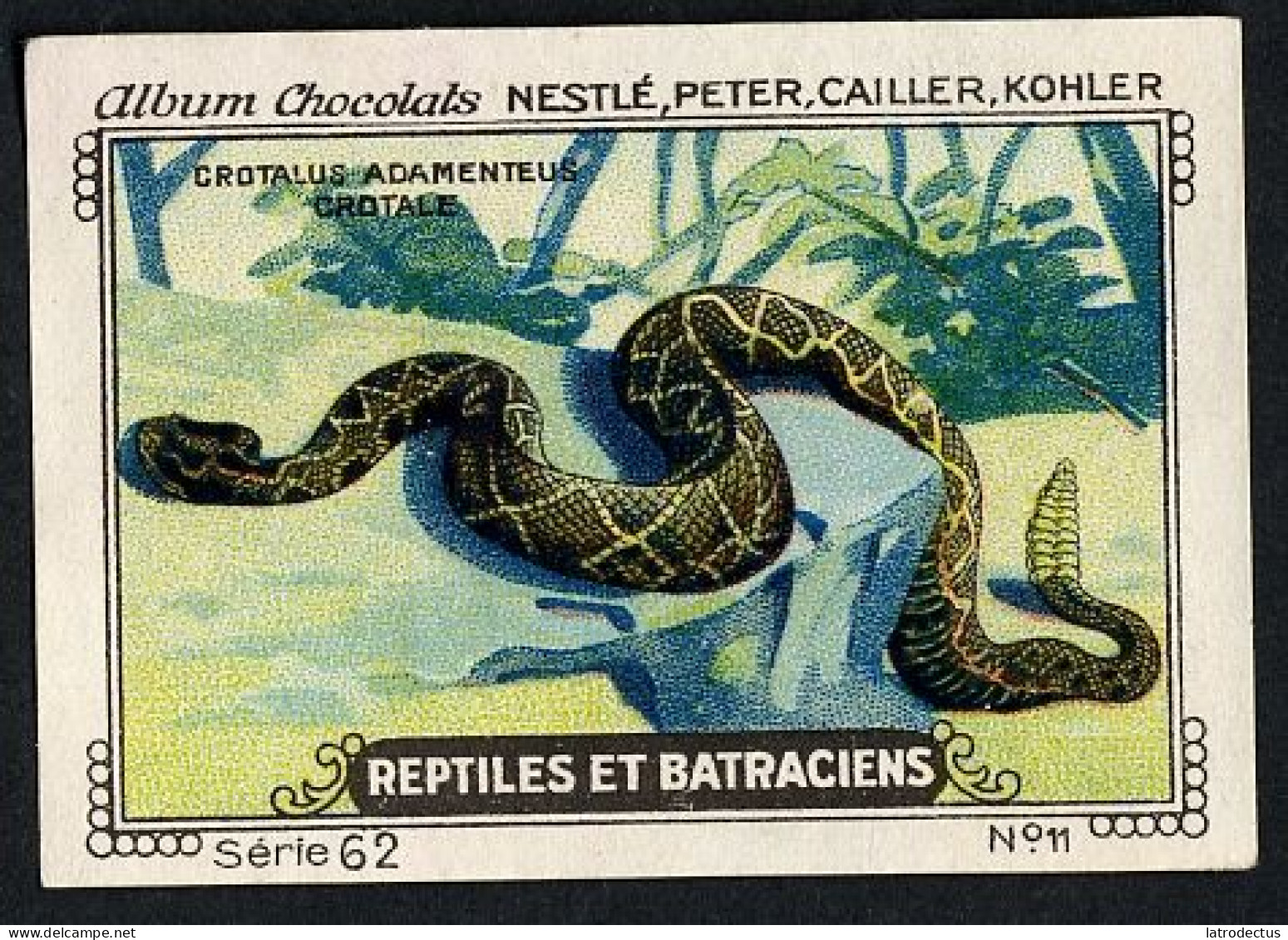 Nestlé - 62 - Reptiles Et Batraciens, Reptiles And Amphibians - 11 - Crotale, Rattlesnake, Snake - Nestlé