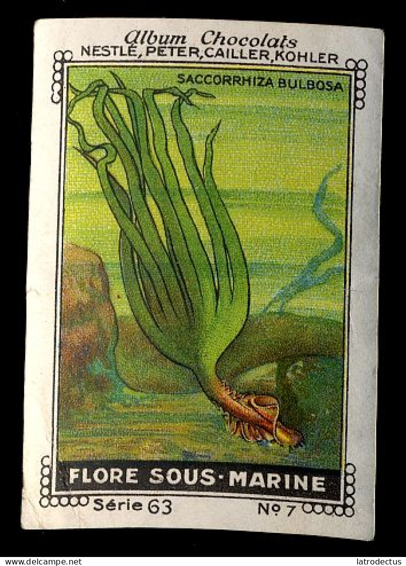 Nestlé - 63 - Flore Sous Marine, Sea Plants - 7 - Saccorrhiza - Nestlé