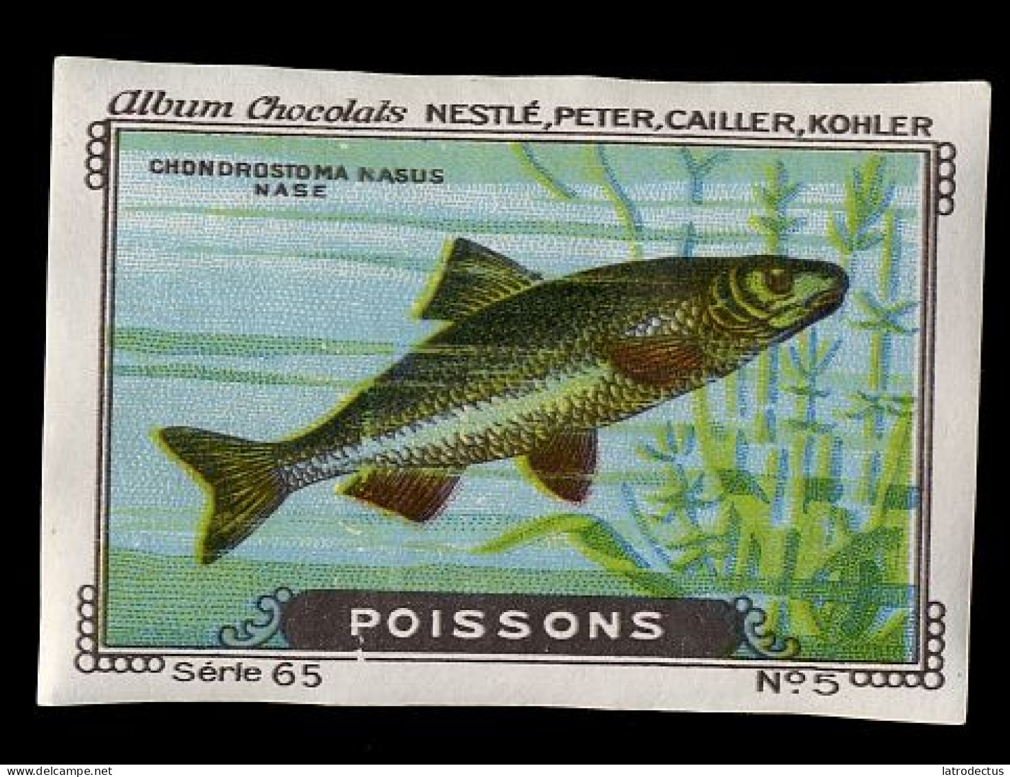 Nestlé - 65 - Poissons, Fish - 5 - Chondrostoma Nasus, Common Nase - Nestlé