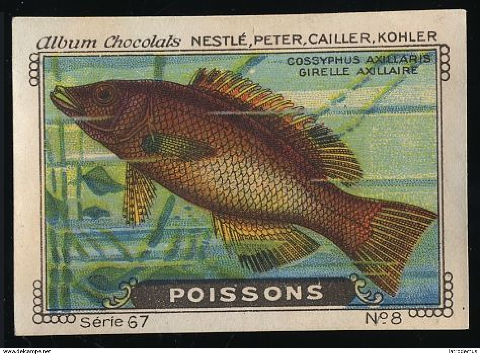 Nestlé - 67 - Poissons, Fish - 8 - Girelle - Nestlé
