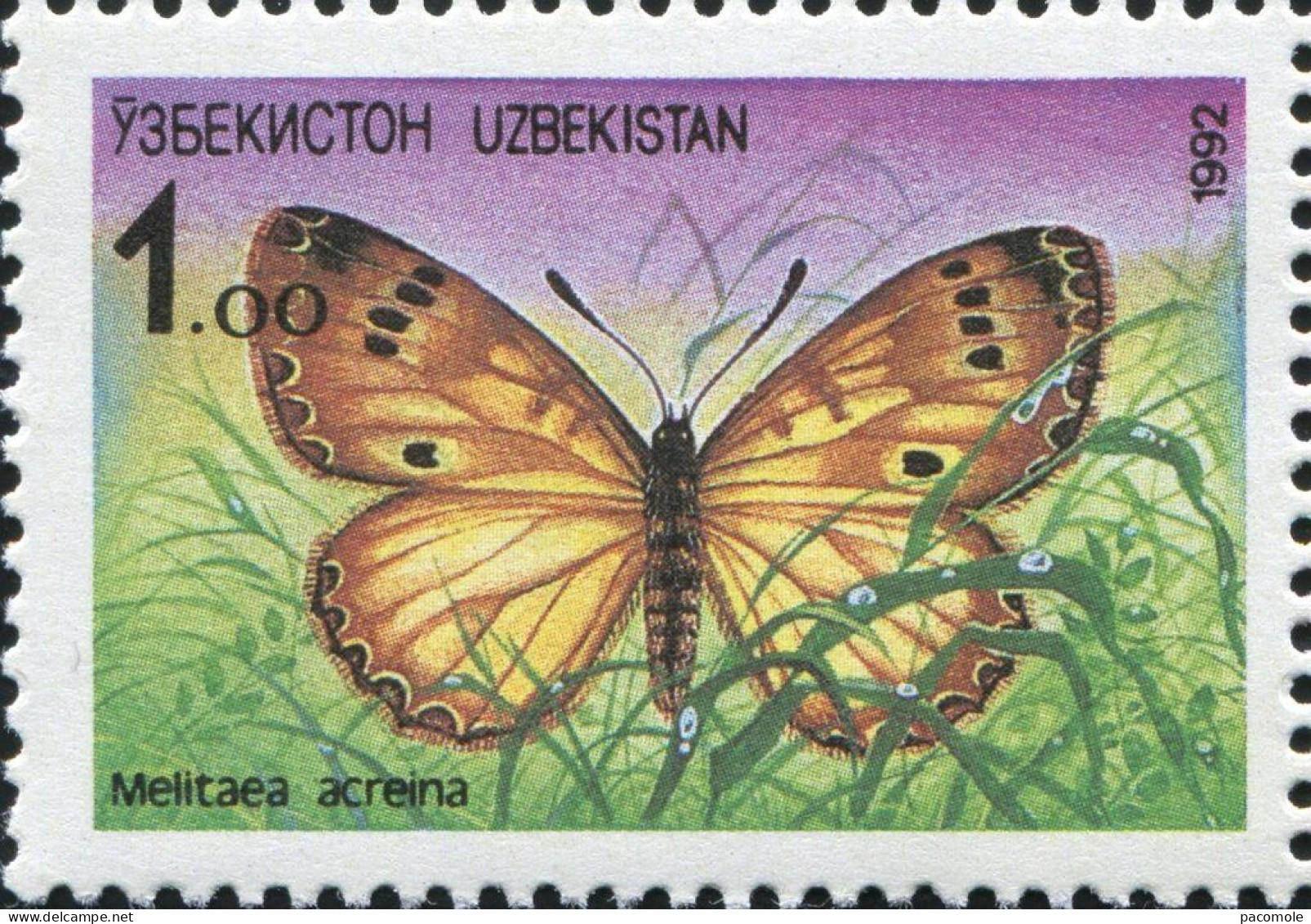 Ouzbékistan - Papillon - Butterfly - Ouzbékistan