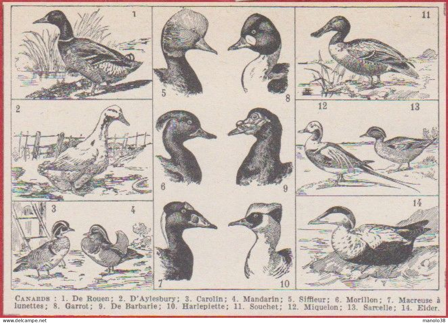 Canard. Divers Races De Canards: De Rouen, D'Aylesbury, Carolin, Mandarin, Siffleur, Morillon ...Larousse 1948. - Documenti Storici