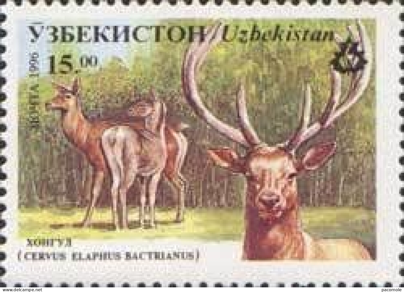 Ouzbékistan - Faune Cerf - Usbekistan