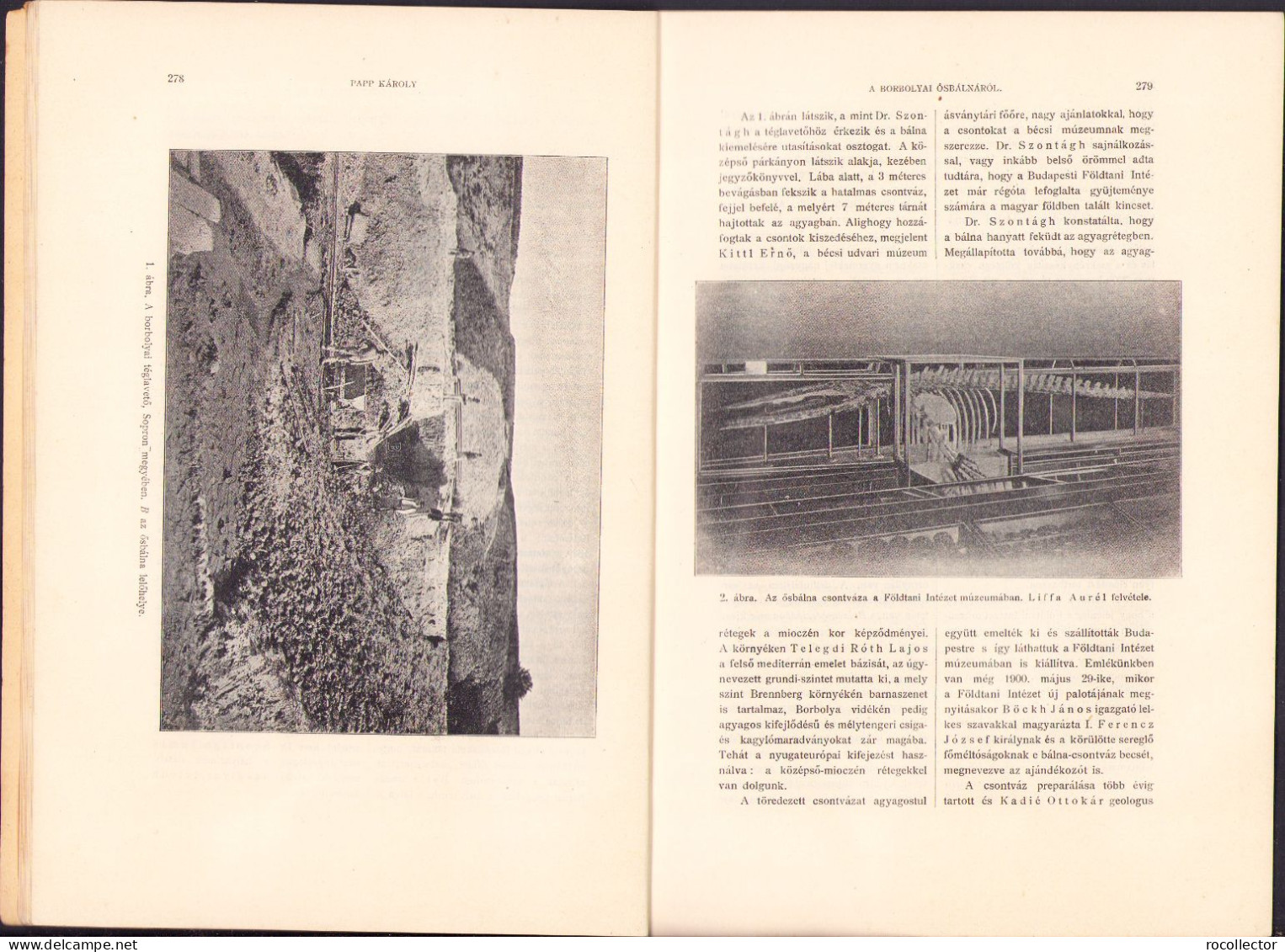 Természettudományi Közlöny, 416/1904 C1209 - Libri Vecchi E Da Collezione