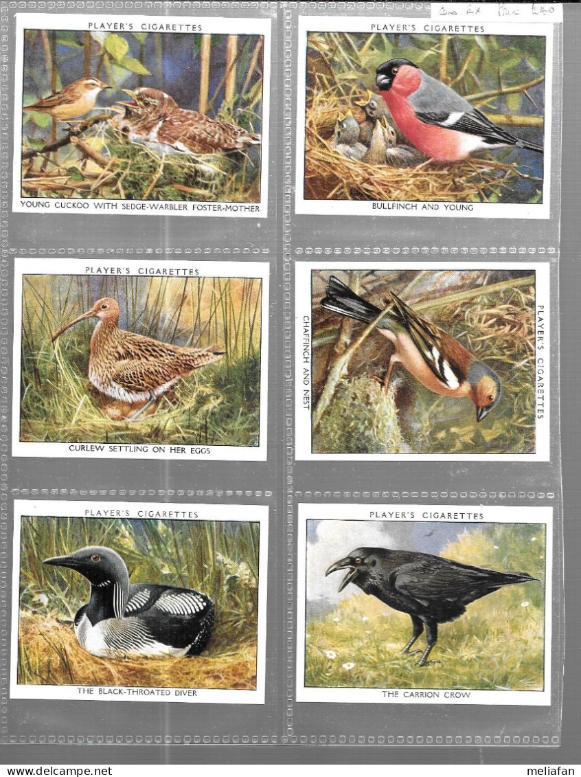 GF657 - SERIE COMPLETE 25 CARTES PLAYERS - WILD BIRDS - Player's